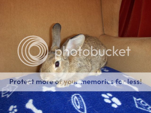 Gilligan - 4 month old male neutered rabbit - SURREY HPIM1628