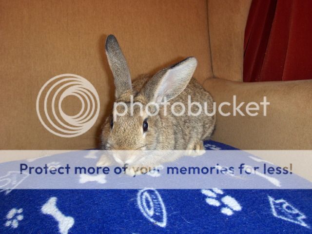 Gilligan - 4 month old male neutered rabbit - SURREY HPIM1629