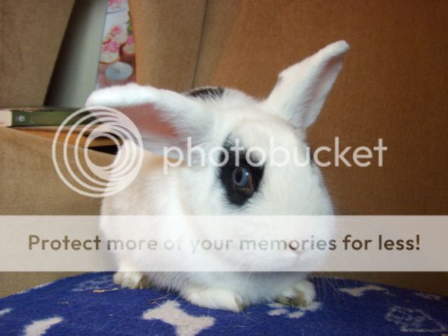 Bamboo - 2 year old blue eyed rabbit male - SURREY HPIM2289
