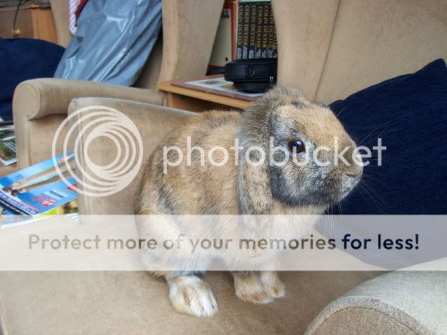 Bramble -  female, 6-9 month old rabbit - Surrey HPIM4267