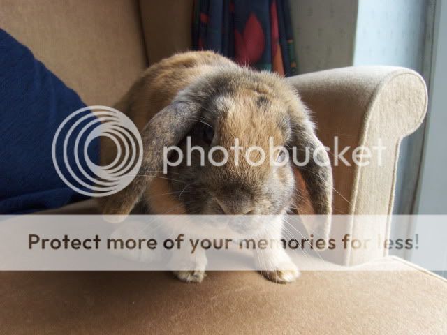 Bramble -  female, 6-9 month old rabbit - Surrey HPIM4271