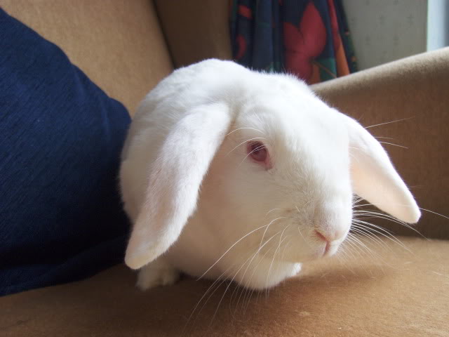 Sasha - 6-9 month old female rabbit - Surrey HPIM4298