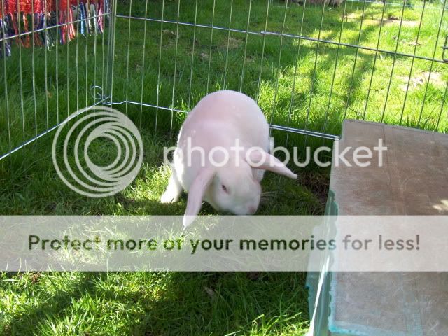 Sasha - 6-9 month old female rabbit - Surrey HPIM4459