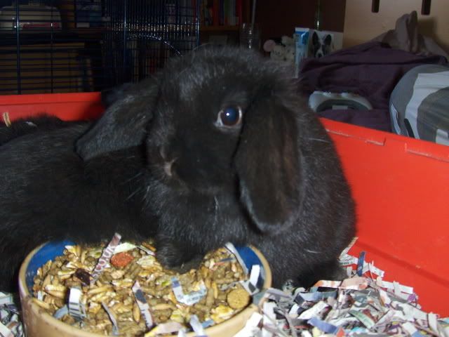 2xfemale and 1xmale 8 week old dwarf lops - Surrey HPIM4490