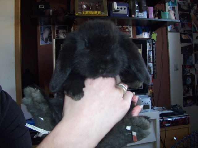 2xfemale and 1xmale 8 week old dwarf lops - Surrey HPIM4501