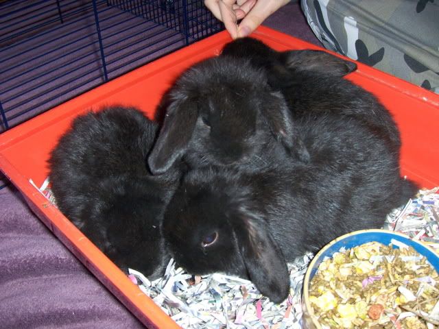 2xfemale and 1xmale 8 week old dwarf lops - Surrey HPIM4507