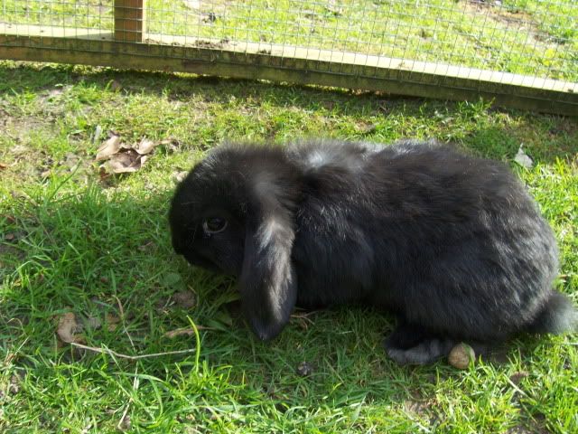 2xfemale and 1xmale 8 week old dwarf lops - Surrey HPIM4510