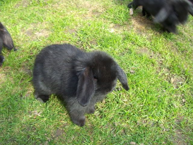 2xfemale and 1xmale 8 week old dwarf lops - Surrey HPIM4518