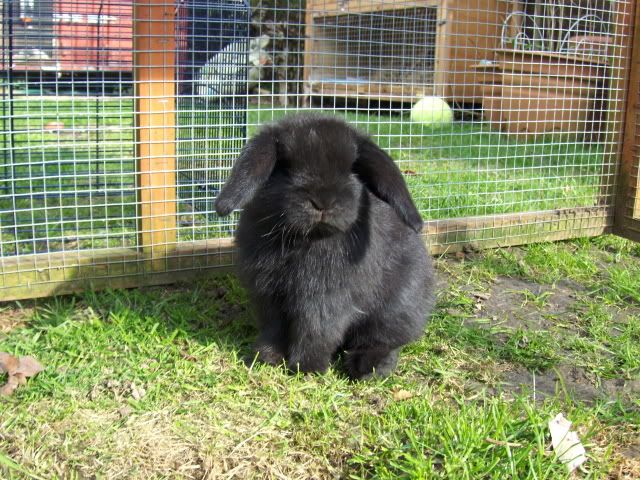 2xfemale and 1xmale 8 week old dwarf lops - Surrey HPIM4526