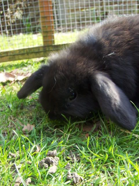 2xfemale and 1xmale 8 week old dwarf lops - Surrey HPIM4556