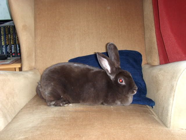 2 year old female rex rabbit needs home - SURREY HPIM4631