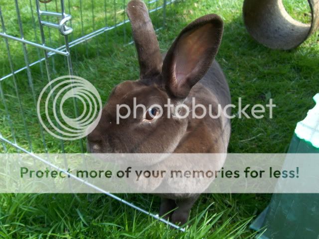 2 year old female rex rabbit needs home - SURREY HPIM4952