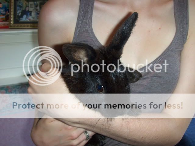 16 week old male rabbit - Surrey! HPIM5740