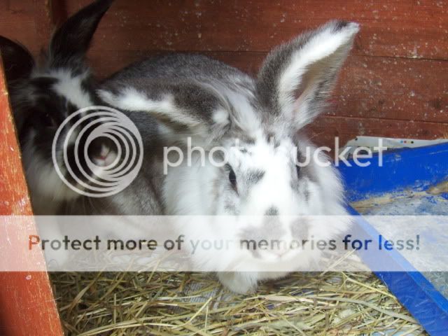 One male lionhead and one female lionhead x rabbits - SURREY HPIM6019