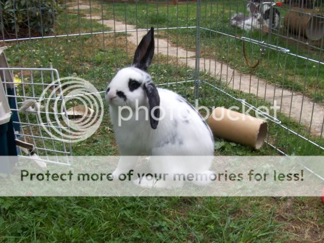 10 week old male rabbit needs a home - SURREY HPIM6460