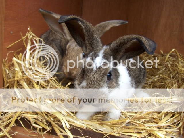 2xfemale 10 week old rabbits - SURREY HPIM6478