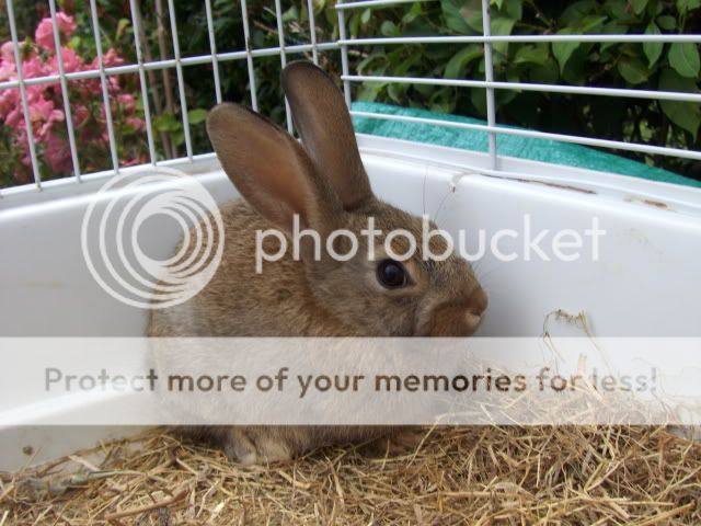 3xfemale + 2xmale 9 week old rabbits - SURREY HPIM6531