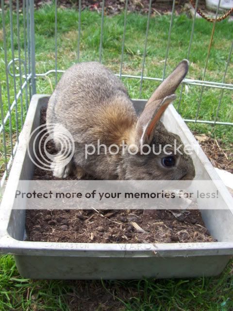 3xfemale + 2xmale 9 week old rabbits - SURREY HPIM6580