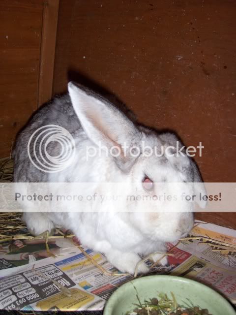 *Very special home needed for male rabbit - SURREY HPIM6758