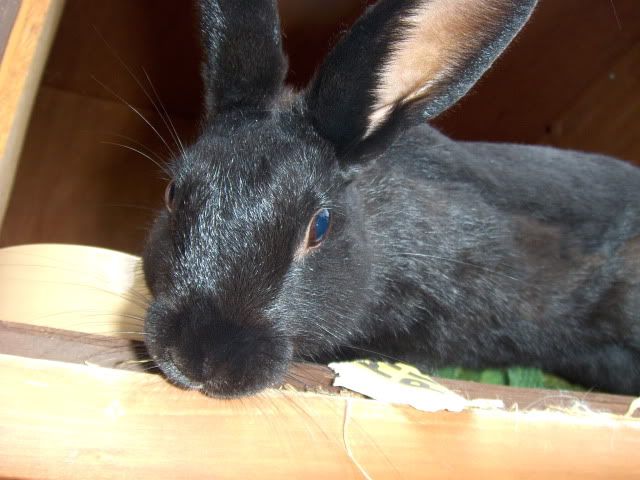 Kuvo - 9 month old male rabbit needs a home - SURREY HPIM6774