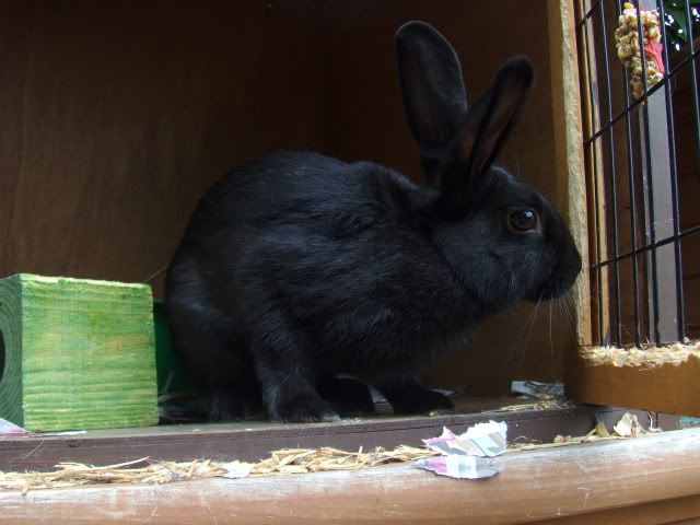 Kuvo - 9 month old male rabbit needs a home - SURREY HPIM6778