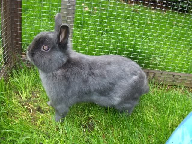 Zac - 1 year old Blue Nethie needs a home - SURREY HPIM6993