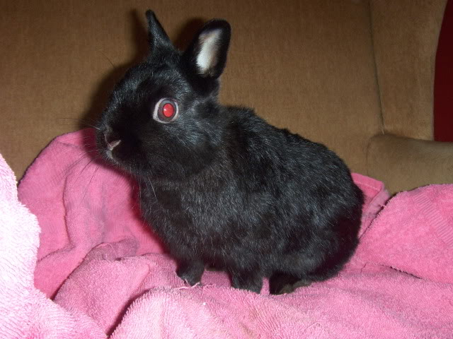 Thumper - 1 year old Netherland Dwarf needs a home - SURREY HPIM7104