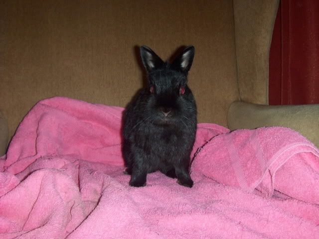 Thumper - 1 year old Netherland Dwarf needs a home - SURREY HPIM7105