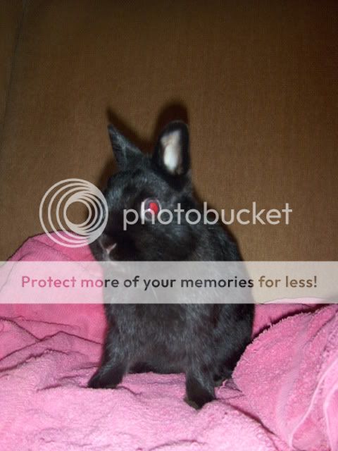 Thumper - 1 year old Netherland Dwarf needs a home - SURREY HPIM7108