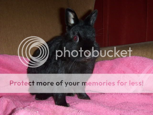 Thumper - 1 year old Netherland Dwarf needs a home - SURREY HPIM7109