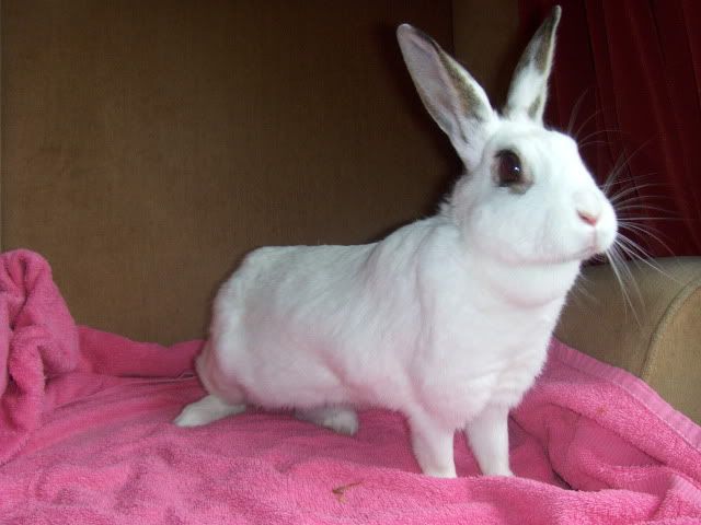 Rhubarb - 1 year old female rabbit needs home - SURREY HPIM7151