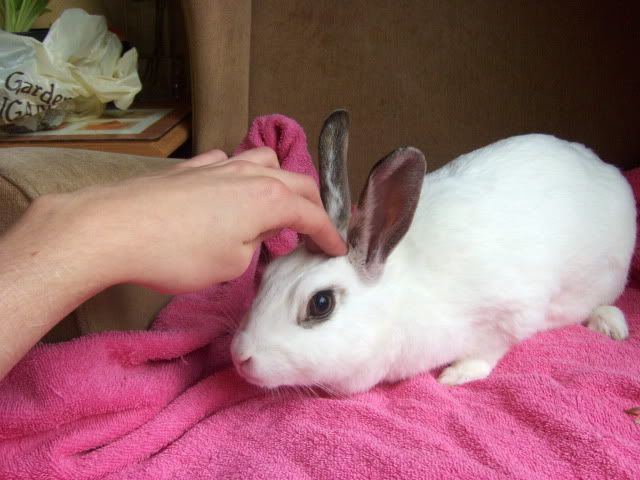 Rhubarb - 1 year old female rabbit needs home - SURREY HPIM7152