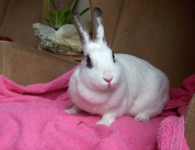 Rhubarb - 1 year old female rabbit needs home - SURREY HPIM7156