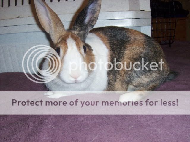 Matilda - needs home as single rabbit - SURREY HPIM7176