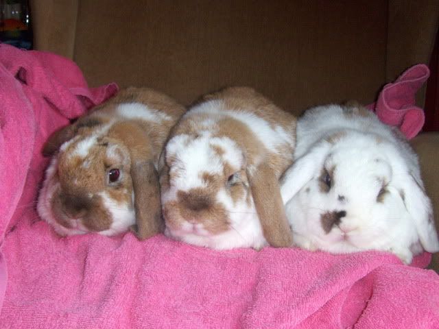 David,Casper+Nutmeg - 3x rabbits need a home SURREY HPIM7188