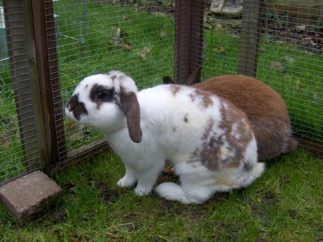 Turk and JD - 2x male rabbits need a home - SURREY HPIM7368