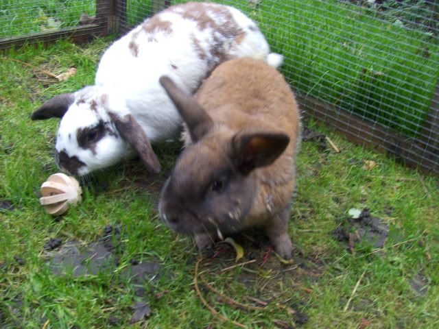 Turk and JD - 2x male rabbits need a home - SURREY HPIM7376