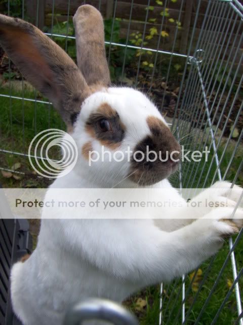 Knickers - 10 month old giant rabbit - SURREY HPIM7396