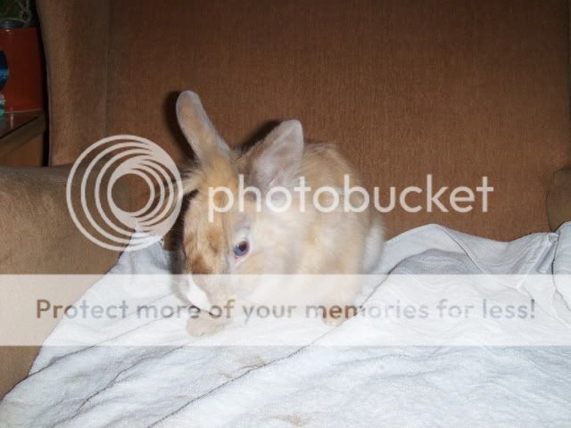 Blue eyed Jazz - one male lionhead rabbit - SURREY HPIM7862