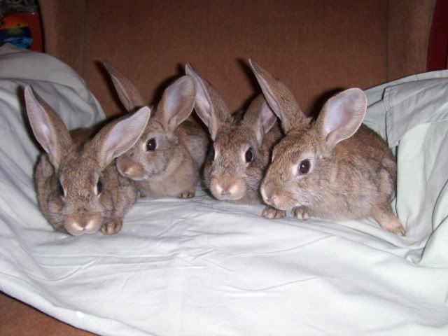 4 male neutered rabbits - can go as pairs/singles to be pair HPIM7883