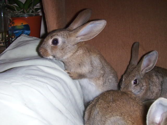 4 male neutered rabbits - can go as pairs/singles to be pair HPIM7886