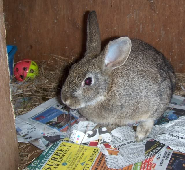 Buttercup -5 month old female rabbit - SURREY HPIM8135