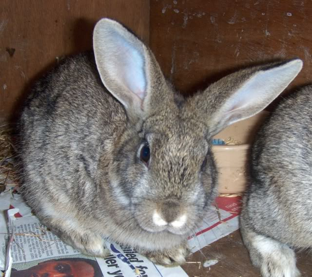 Buttercup -5 month old female rabbit - SURREY HPIM8140