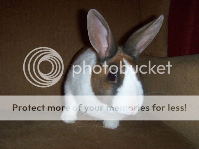 Ramona - 2 and a half female rabbit needs home - SURREY HPIM8246