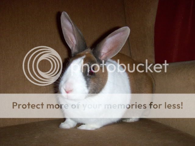 Ramona - 2 and a half female rabbit needs home - SURREY HPIM8252