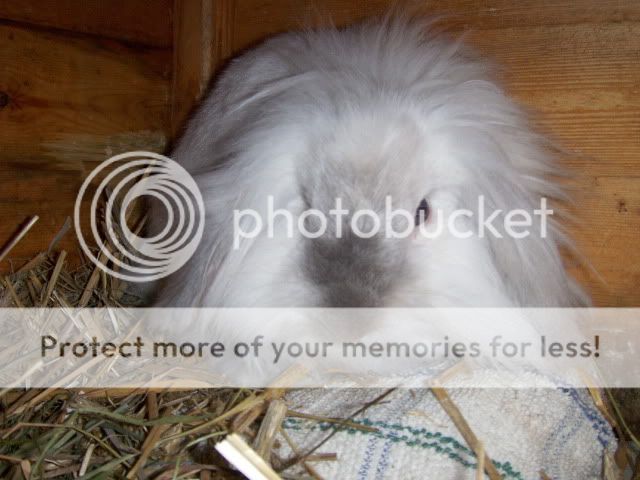 Karma - 1 year old male rabbit - SURREY HPIM8575