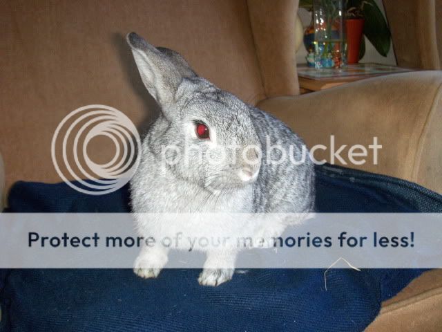 Bonnie - 11 month old female rabbit - SURREY HPIM8612