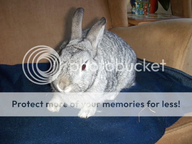 Bonnie - 11 month old female rabbit - SURREY HPIM8614