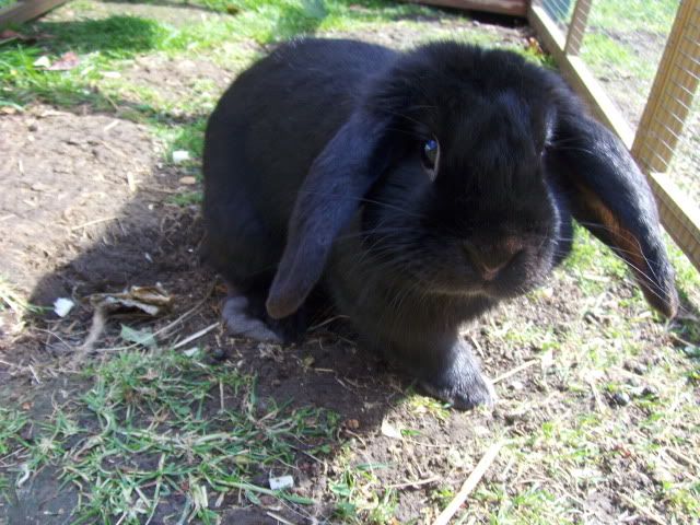 Wasabi - 11 month old male lop - SURREY HPIM9488