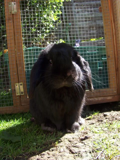 Wasabi - 11 month old male lop - SURREY HPIM9500